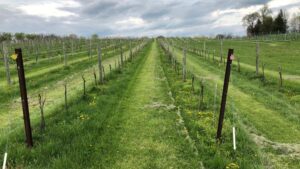 Improve Soil Health To Help Reduce Compaction and Runoff on the Farm