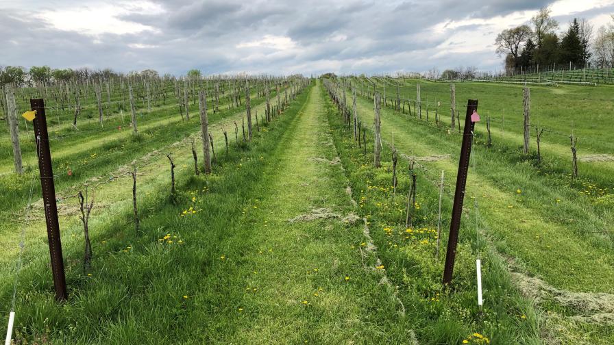 The Benefits of Cover Crops When It Comes To Vineyard Design