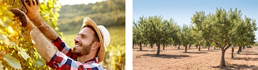 American Fruit Grower