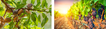 American Fruit Grower