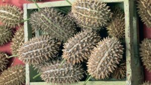 Bush Hog (Seeds by Design)