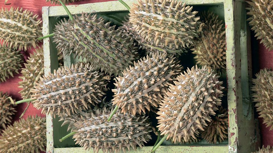 Bush Hog (Seeds by Design)