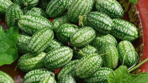 Mexican Sour Gherkin (Terra Organics)