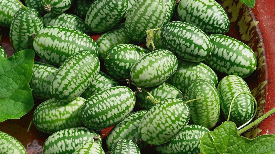 Mexican Sour Gherkin (Terra Organics)