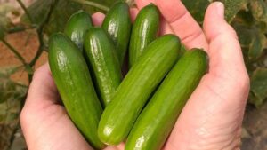 The Latest Cucumber Varieties You Need to Know