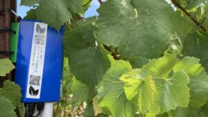 Ways Grape Growers Can Clear the Air To Combat Smoke Taint