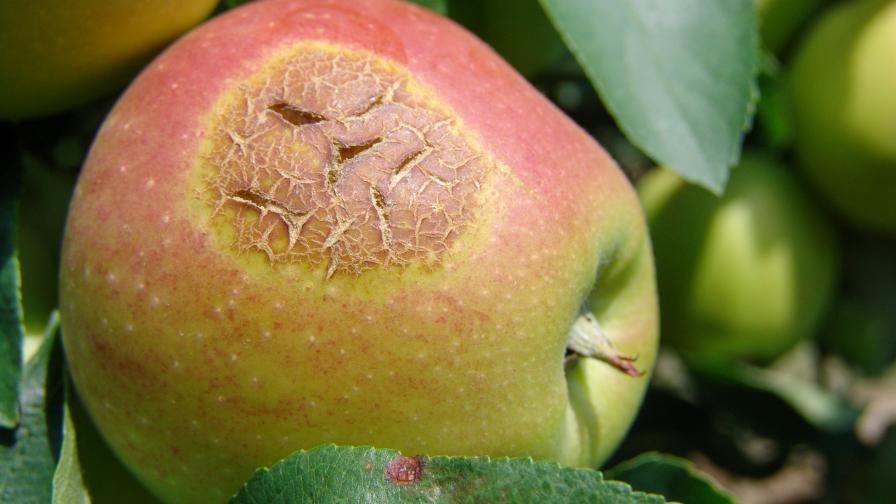 Stay In Sync To Protect Your Apples From Sunburn