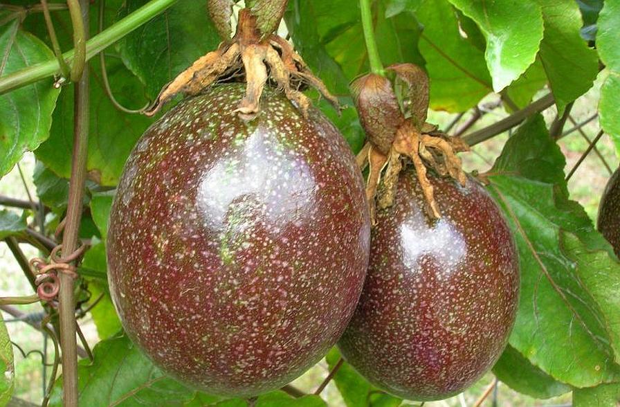 Passion and Potential Growing for Domestic Passion Fruit Industry