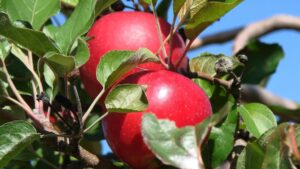 Bumper Crops But Bruised Bottom Lines for Apple Growers