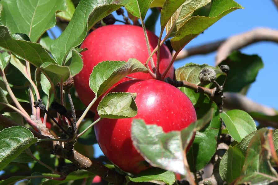 Your Thoughts Wanted on Petitions To Deregulate GE Apple and Citrus Rootstock
