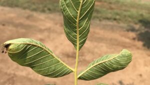 Keep Roots in Mind for Effective Walnut Irrigation
