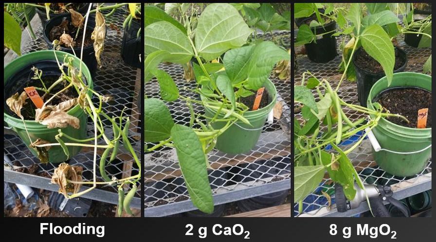 Flooded snap bean trial results