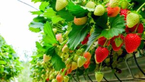 Selecting the Right Crop Mix for Growing Under Cover