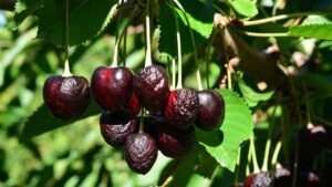 Pressure On To Keep Sweet Cherry Crops Cool in the Face of Extreme Heat