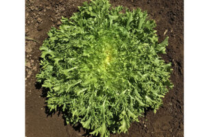 Benefine (Enza Zaden, Garden Trends Inc DBA Harris Seeds) 