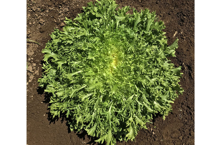 Benefine (Enza Zaden, Garden Trends Inc DBA Harris Seeds) 