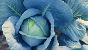 Blue Vantage (Sakata Seed America, Rupp Seeds, Inc.)