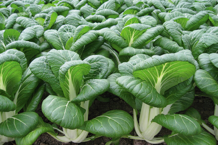 Bopak F1 (Bejo Seeds Inc., Harris Seeds dba Garden Trends, Inc)
