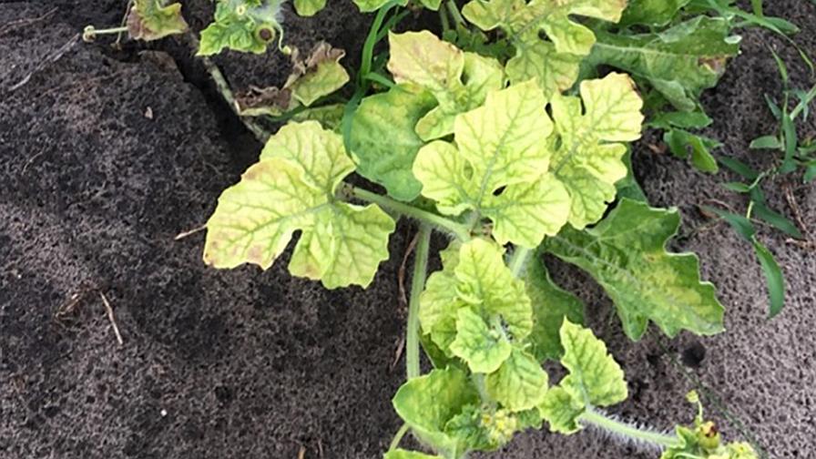 A New Cucurbit Disease Continues To Spread Across U.S.
