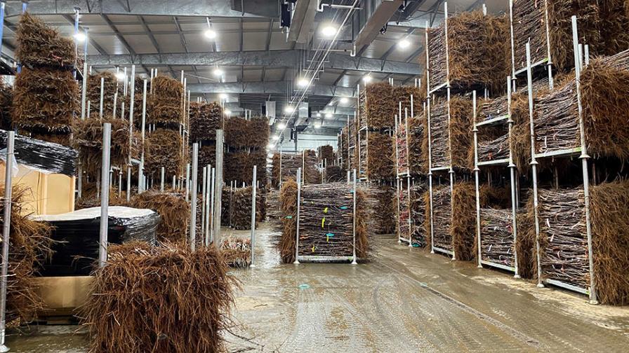 Bare root tree storage at Cameron Nursery