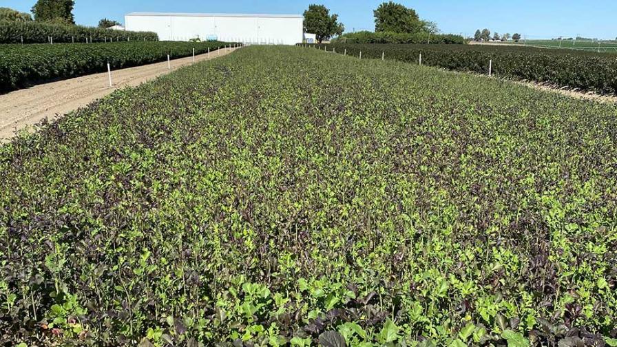 Soil prep at Cameron Nursery