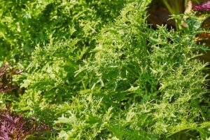 Mizuna Lime Streak (Terra Organics)