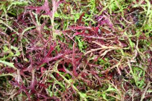 Mizuna Red Streaked (Seeds by Design)