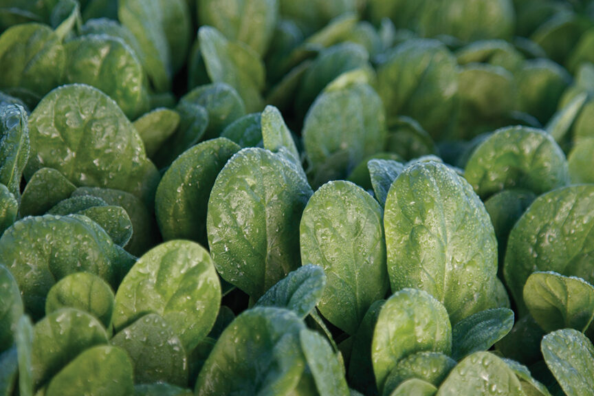 Seaside (Sakata Seed America, Rupp Seeds)