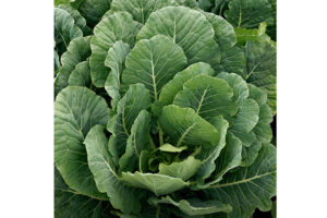 Top Bunch 2.0 (Sakata Seed America, Rupp Seeds)
