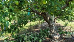 Pest Alert: Plum Curculio Capturing Attention of Growers