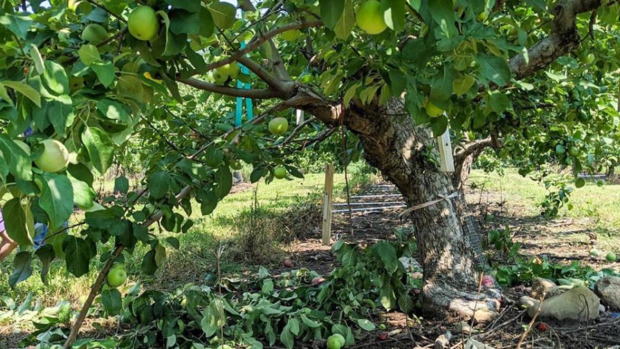 Pest Alert: Plum Curculio Capturing Attention of Growers