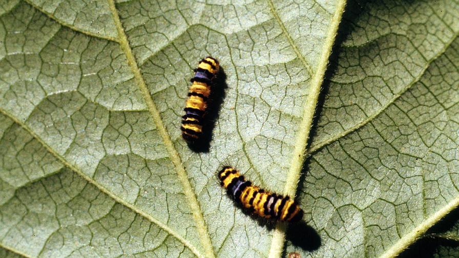 Western Grape Skeletonizer