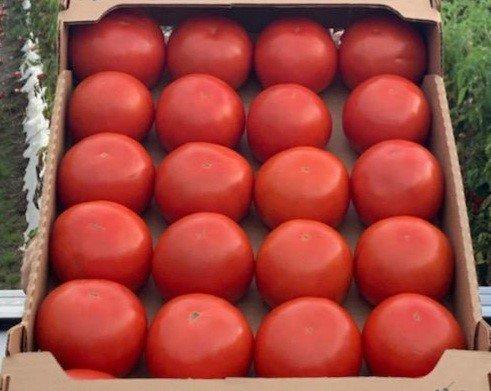 Carole (Bejo Seeds, Inc., Gowan Seed)