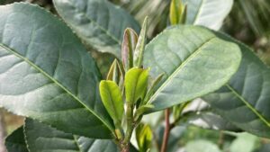 Care for a Spot of Tea? It Might Be the Next Cash Crop for Florida