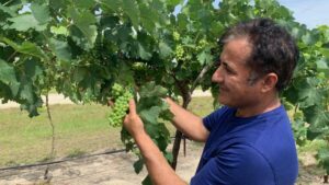 Grape Expectations Thriving on the Vine for Growers in Florida