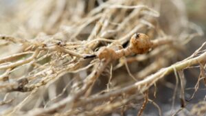 Certis Biologicals Offers Free Soil Tests To Help Detect Nematodes