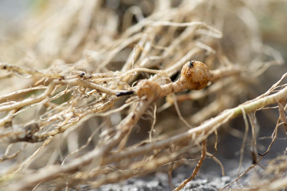 Certis Biologicals Offers Free Soil Tests to Detect Nematodes