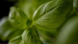 6. Basil