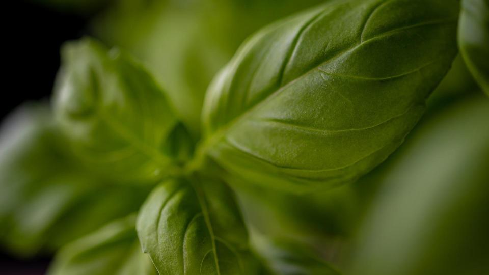 6. Basil