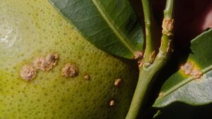 Citrus Canker Disease Raises Its Ugly Head in South Georgia