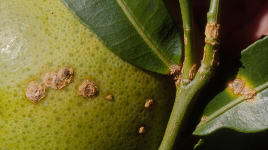 citrus canker symptoms