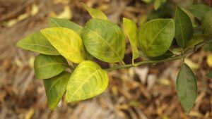 Relative of Citrus Greening Bacteria Mutating Into a New Threat