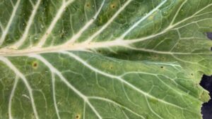Why Disease Control Is More Challenging on Leafy Vegetables