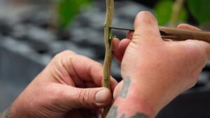 What It Takes To Grow the Oldest Living Orange Variety in California
