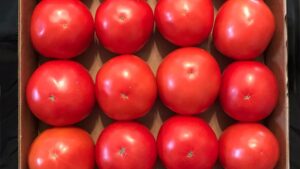 Patsy (Bejo Seeds)