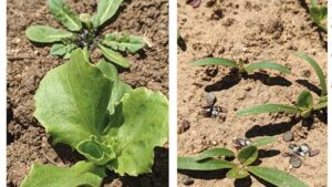 Breakthroughs in Auto Weeders Keep Coming for Vegetable Growers