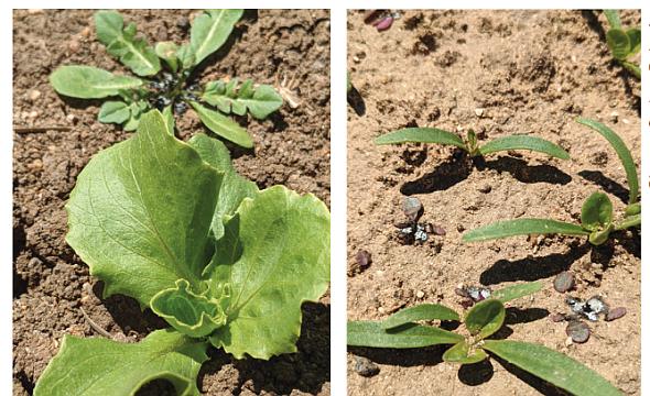 weeds in veggie crops