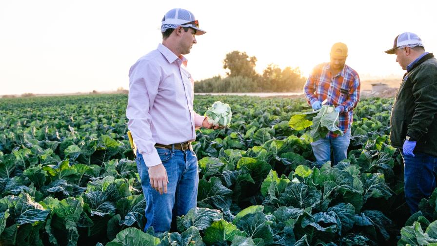 Brad Stinson of Duda evaluating days to harvest