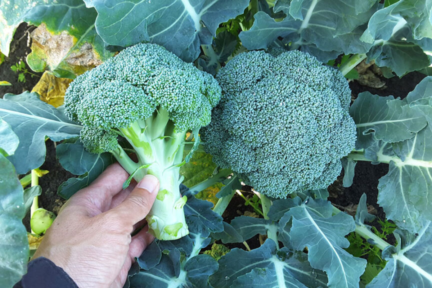 Kingdom (Stokes Seeds)