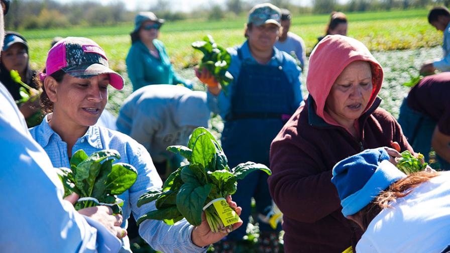 Fieldworkers at Tenaza Organics